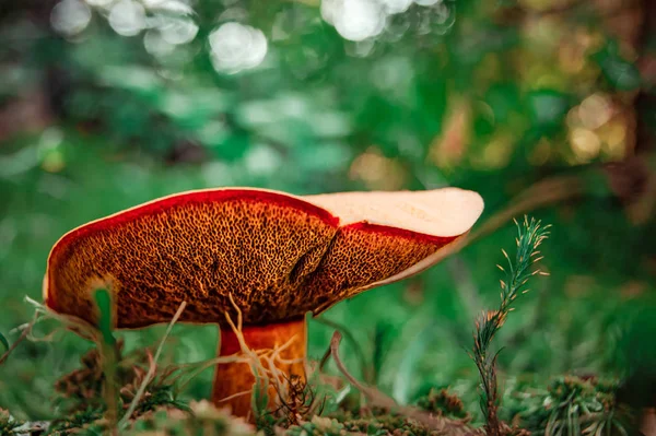 Champignon dans la forêt. Une fabuleuse forêt d'été et ses habitants . — Photo