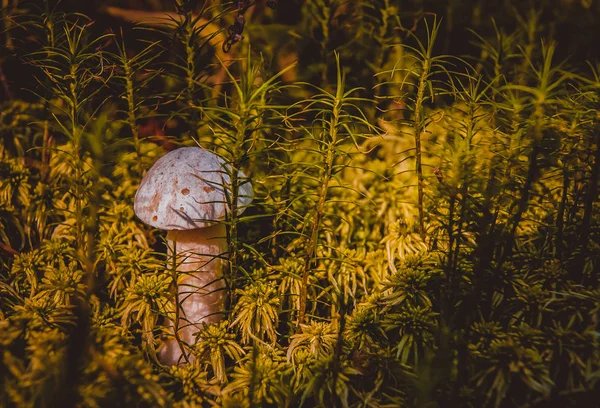 Mushroom in the forest. A fabulous summer forest and its inhabitants. — Stock Photo, Image