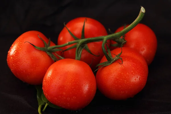 一片红色的西红柿在叶子和白色背景 — 图库照片
