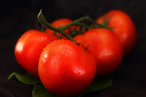 一片红色的西红柿在一片叶子上 — 图库照片