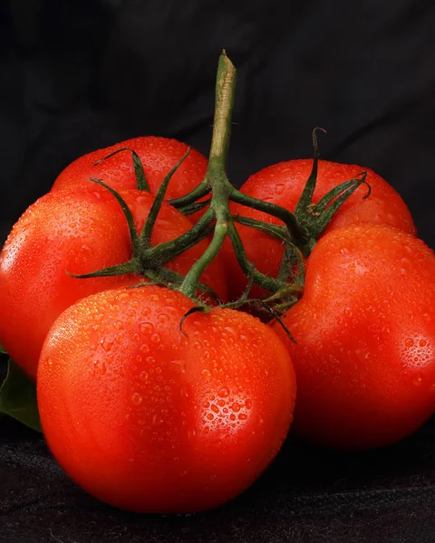Kilka Pomidorów Kroplami — Zdjęcie stockowe