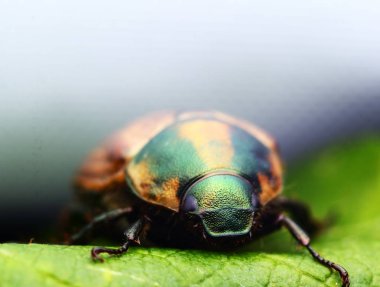 Bir yaprak üzerinde bir bahçe bahçıvan
