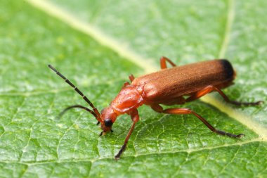 Rhagonycha fulva
