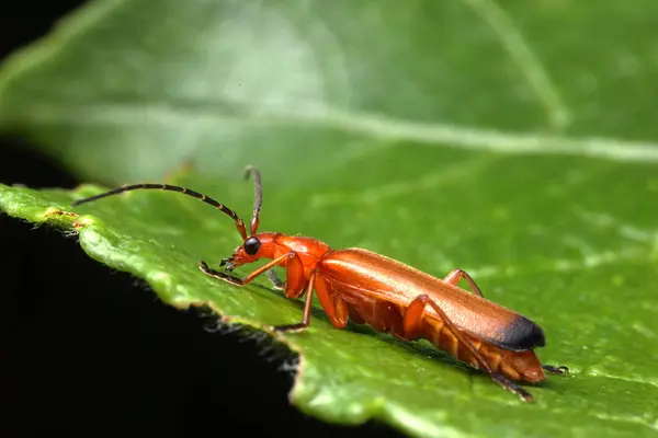 Rhagonycha fulva — Foto de Stock