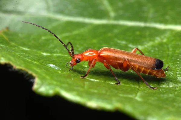 Rhagonycha fulva — Stock Fotó