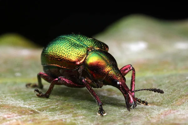 Rhynchites auratus la yaprağı 