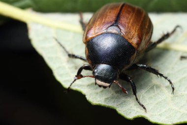 Yaprak üzerinde Phyllopertha horticola
