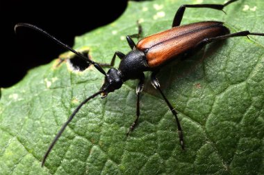 Yaprak üzerinde Pseudovadonia livida