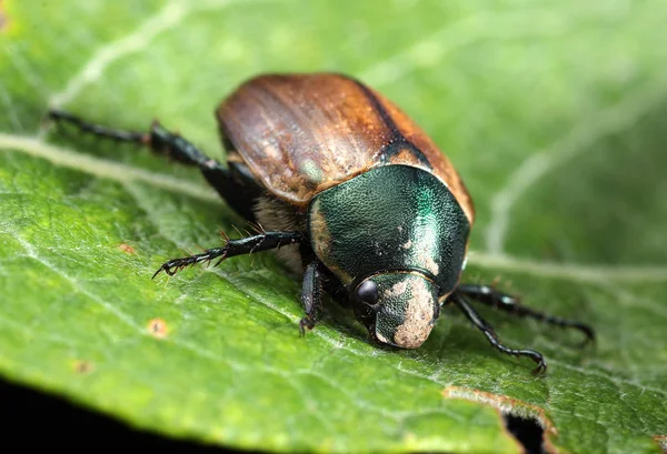 Phyllopertha horticola en la hoja — Foto de Stock