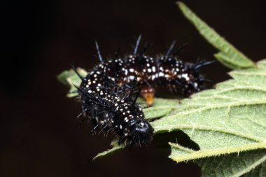 Bir yaprak üzerinde Aglais io