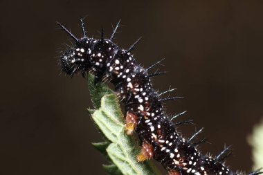 Bir yaprak üzerinde Aglais io