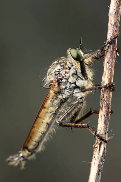 Odonata σε ένα ραβδί — Φωτογραφία Αρχείου