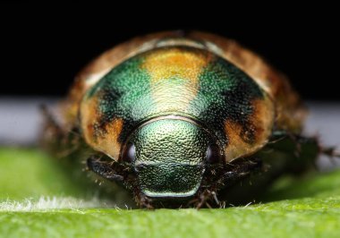 Bir yaprak üzerinde bir bahçe bahçıvan