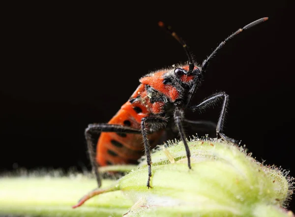 Corizus hyoscyami egy levél — Stock Fotó