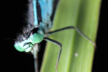 coenagrion puella üzerindeki yaprak