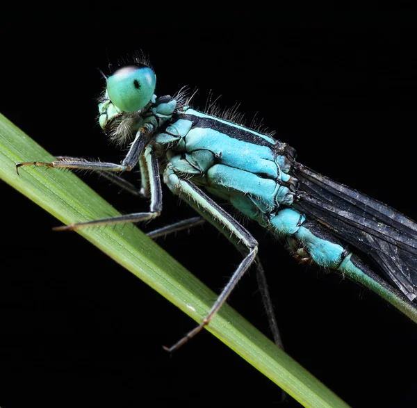 Coenagrion puella auf einem Blatt — Stockfoto