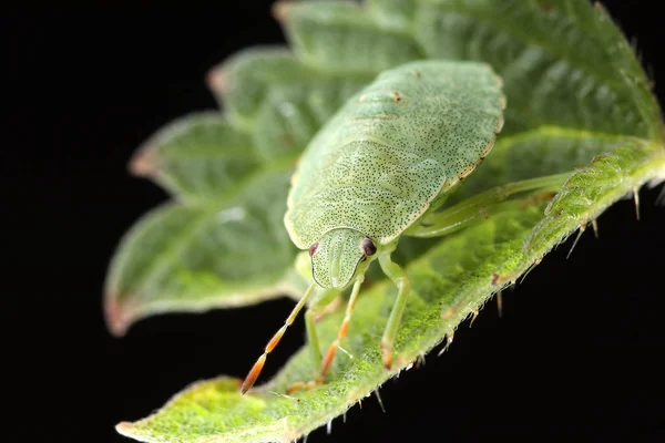 Palomena viridissima sobre la hoja — Foto de Stock