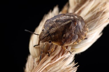 Bir saman üzerinde Pentatomidae