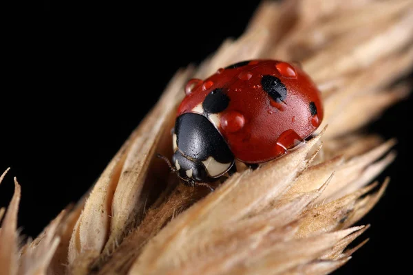 Bir yaprak üzerinde Coccinella quinquepunctata — Stok fotoğraf