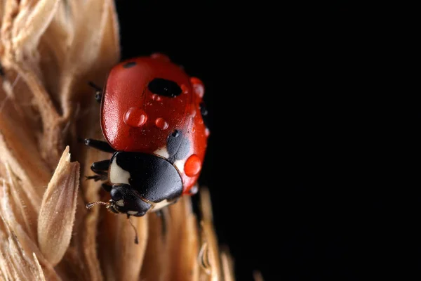 Coccinella quinquepunctata en la hoja — Foto de Stock