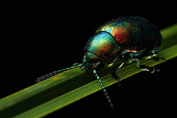 La crisolina fastuosa sobre la hoja — Foto de Stock