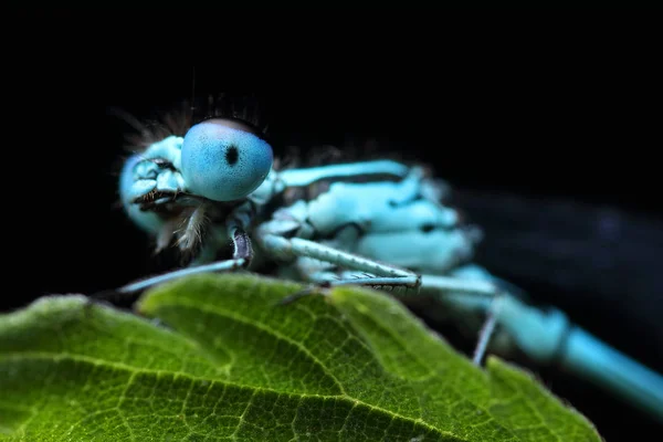 Coenagrion puella på ett blad — Stockfoto