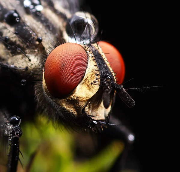 Sarcophaga carnaria — Stockfoto