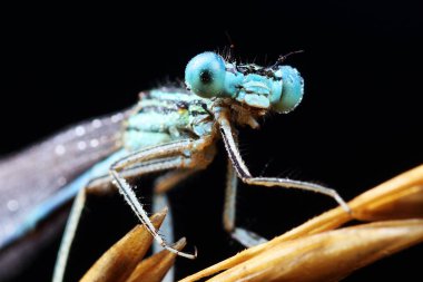 Bir saman üzerinde Coenagrion puella 