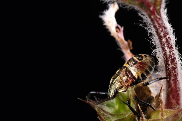 Carpocoris purpureipennis sobre la hoja — Foto de Stock