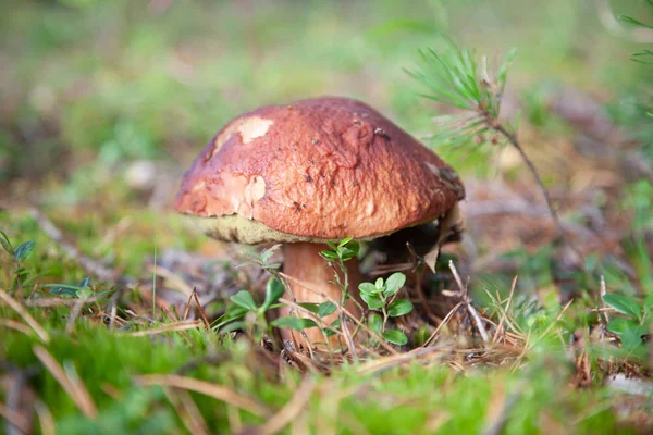 Porcini Batı Sibirya Ormandaki Fotoğrafı — Stok fotoğraf