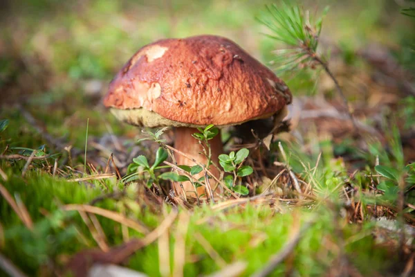 Porcini Batı Sibirya Ormandaki Fotoğrafı — Stok fotoğraf