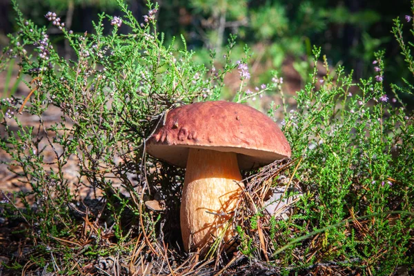 Porcini Fotograferad Skogen Västra Sibirien — Stockfoto