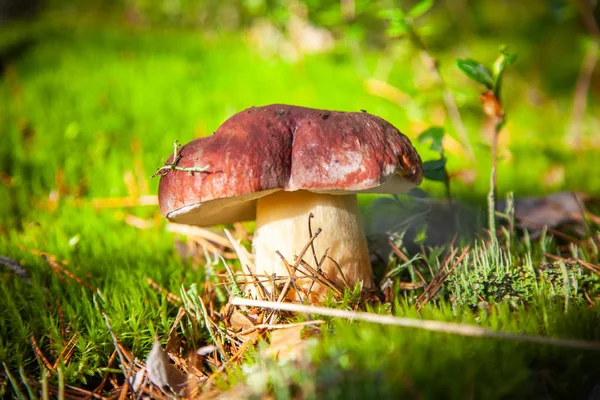 Porcini Fotograferad Skogen Västra Sibirien — Stockfoto