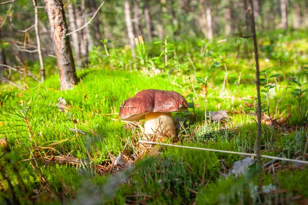 Porcini Fotografiado Bosque Siberia Occidental — Foto de Stock