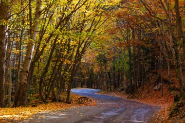 Manzara, Ai-Petri Dağı eteğindeki Kırım 'da güneşli bir günde ılık bir sonbaharda çekildi. Fotoğrafta, sarı yapraklı ağaçlarla dolu bir ormandan geçen bir yol var..