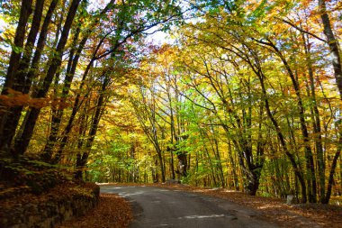 Manzara, Ai-Petri Dağı eteğindeki Kırım 'da güneşli bir günde ılık bir sonbaharda çekildi. Fotoğrafta, sarı yapraklı ağaçlarla dolu bir ormandan geçen bir yol var..