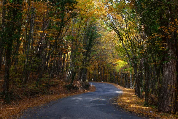 Manzara, Ai-Petri Dağı eteğindeki Kırım 'da güneşli bir günde ılık bir sonbaharda çekildi. Fotoğrafta, sarı yapraklı ağaçlarla dolu bir ormandan geçen bir yol var..