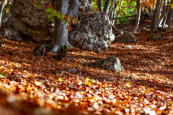 Manzara, Ai-Petri Dağı eteğindeki Kırım 'da güneşli bir günde ılık bir sonbaharda çekildi. Fotoğrafta, sarı yapraklı ağaçlarla dolu bir ormandan geçen bir yol var..