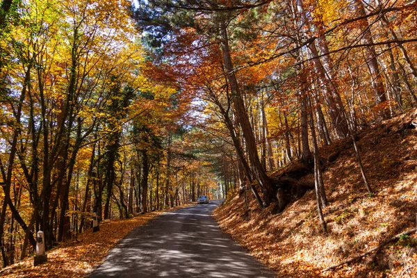 Manzara, Ai-Petri Dağı eteğindeki Kırım 'da güneşli bir günde ılık bir sonbaharda çekildi. Fotoğrafta, sarı yapraklı ağaçlarla dolu bir ormandan geçen bir yol var..