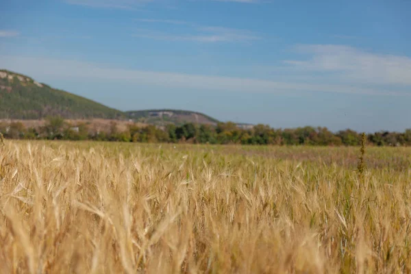 Фото Пейзаж Полями Пшеницы — стоковое фото