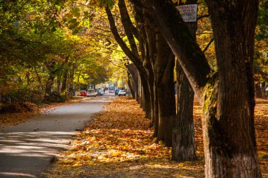 Sonbahar şehrinin sokakları. Altın yapraklar ve ağaçlar. Güneşli bir gün.
