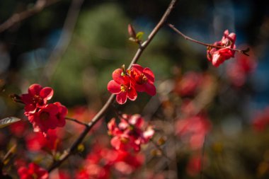 Kırım 'da bahar çiçekleri açan ağaçlar