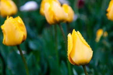 Nikitsky Botanik Bahçesinde açan laleler