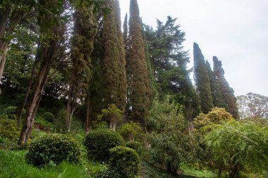 Botanik bahçesinde yağmurlu bir gün