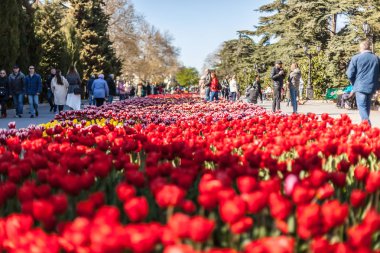 Sivastopol sokaklarında bahar çiçekleri