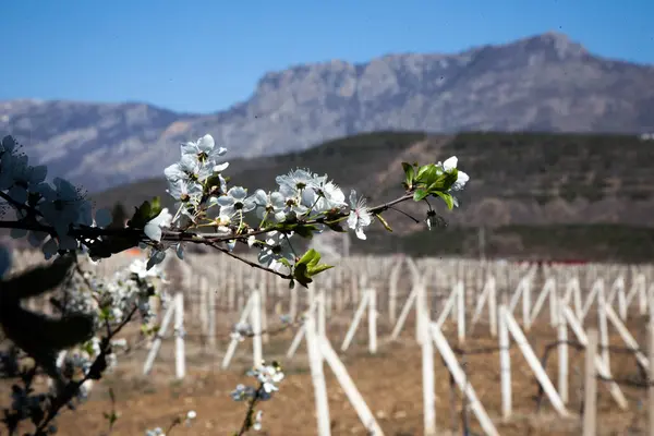 Spring Flowering Trees Crimea — Stock Photo, Image