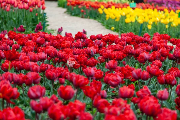 Blooming Tulips Nikitsky Botanical Garden Royaltyfria Stockfoton