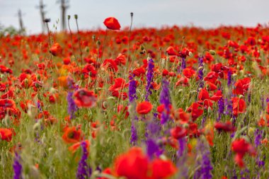 Orta Kırım 'da yabani gelincikli tarlalar