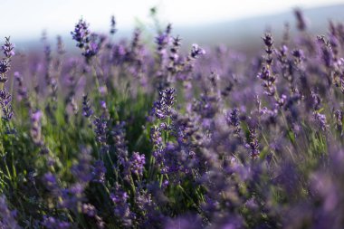 Orta Kırım 'da çiçek açan lavanta tarlaları