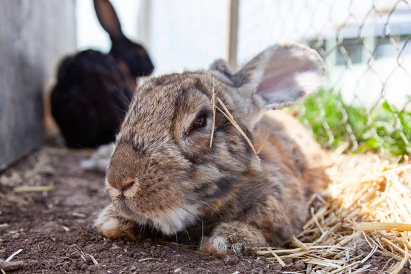 Domestic rabbits on a farm in central Crimea